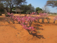 Adenium multiflorum