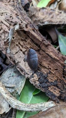 Opisthoplatia orientalis