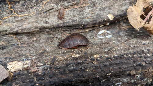 Photo of Amphibious Litter Cockroach (Opisthoplatia orientalis)