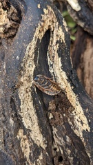 Opisthoplatia orientalis