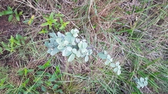 Galactia jussiaeana