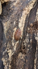 Opisthoplatia orientalis