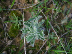 Vittadinia cuneata
