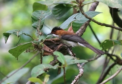 Hemixos castanonotus