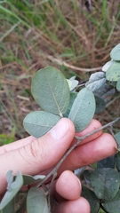 Galactia jussiaeana
