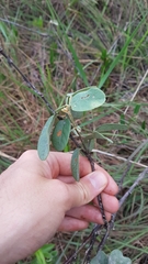 Galactia jussiaeana
