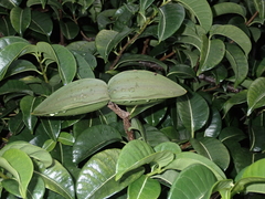 Cryptostegia madagascariensis