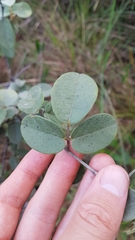 Galactia jussiaeana