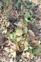 Alonsoa meridionalis