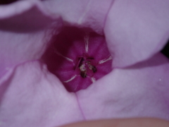 Cryptostegia madagascariensis