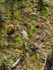 Wurmbea dioica