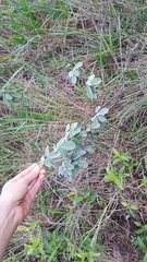 Galactia jussiaeana