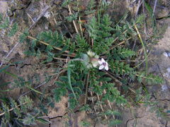 Erodium cicutarium