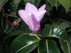 Cryptostegia madagascariensis