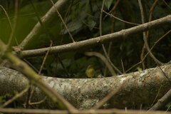 Empidonax flavescens