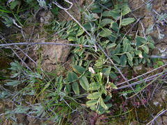Lobelia concolor