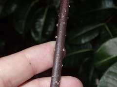 Cryptostegia madagascariensis