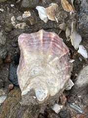 Ostrea lurida