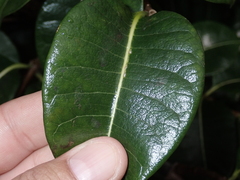 Cryptostegia madagascariensis