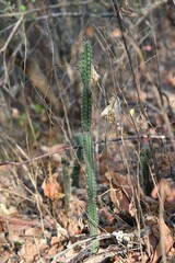 Praecereus euchlorus