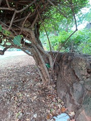 Cryptostegia madagascariensis