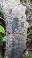 Annulohypoxylon truncatum