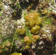 Colpomenia sinuosa