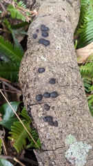 Annulohypoxylon truncatum