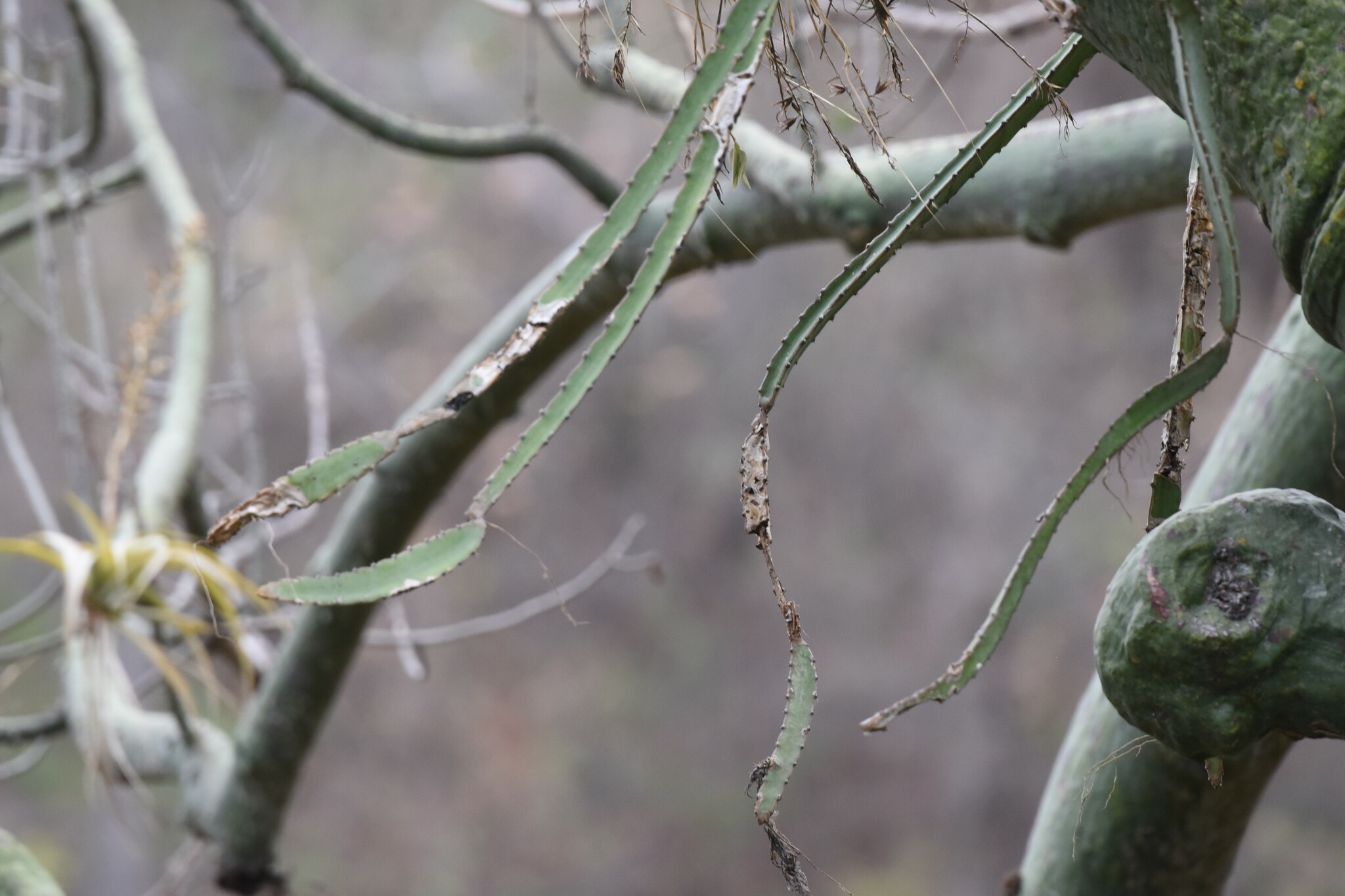 Selenicereus monacanthus image