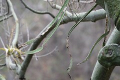 Selenicereus monacanthus