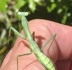 Pseudomantis albofimbriata