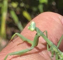 Pseudomantis albofimbriata