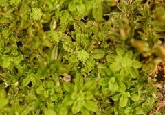 Syntrichia pagorum