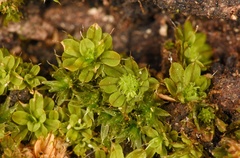 Syntrichia pagorum