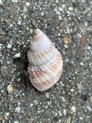 Nassarius perpinguis