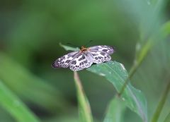 Abraximorpha davidii