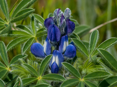 Lupinus pilosus