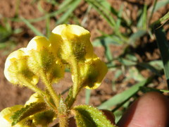 Hermannia sandersonii