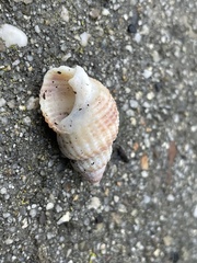 Nassarius perpinguis