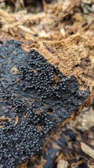 Rosellinia