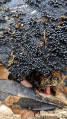 Rosellinia