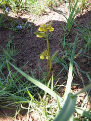 Hermannia sandersonii