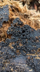 Rosellinia