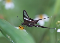 Lamproptera curius