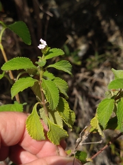 Lantana involucrata