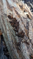 Hymenochaete rubiginosa