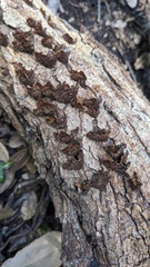 Hymenochaete rubiginosa