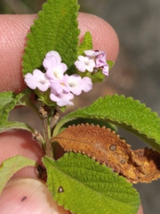 Lantana involucrata