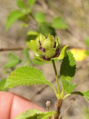 Lantana involucrata