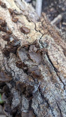 Hymenochaete rubiginosa